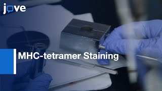 MHC-tetramer Staining and Quantitative Analysis of CD8 T Cells | Protocol Preview