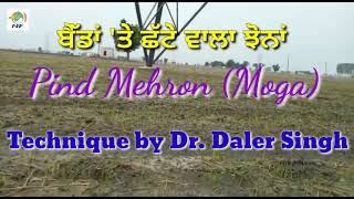 DSR Paddy || ਛੱਟਾ ਵਿਧੀ ਨਾਲ ਬੈੱਡਾਂ 'ਤੇ ਸ਼ਾਨਦਾਰ ਝੋਨਾਂ || Dr. Daler Singh Method || Paddy on Beds