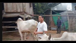 តាមភឿនគោបា..Ta Phoeun Prey Veng Wakakuna Khmer wakakuna