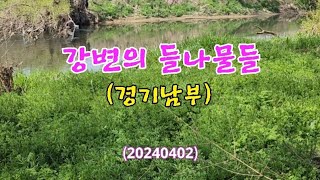 #강변의 들나물들(경기남부)20240402