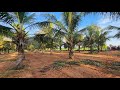 Ad:212- Coconut farm land for sale in Marakkanam| 65 lakhs per Acre| 2 Acres|