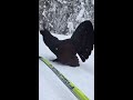 skiing with the wood grouse auerhahn bytimemunich