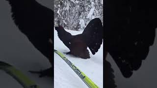 Skiing with the wood grouse (Auerhahn) #bytimemunich