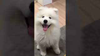 Cute Dog #shorts #tiktok #douyin #little #cute #lovely #pets #happy #funny