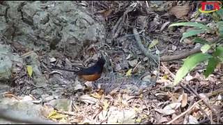 Trapping bird White-rumped shama wild (9/1/16)