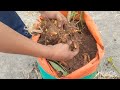 ଛାତ ଉପରେ ହଳଦୀ ଚାଷ easy to grow turmeric harvesting in our terrace garden kitchen garden harvesting