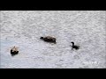 タシギ4羽　カイツブリのちょっかい　ツバメ　今日の鳥