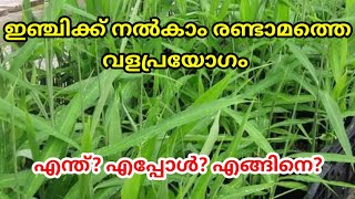 ഇഞ്ചി കൃഷിയുടെ രണ്ടാമത്തെ വള പ്രയോഗം എന്ത്? എങ്ങനെ? എപ്പോൾ ചെയ്യണം?#howtogrowgingerathome #banvlogs