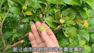 “栀子”比栀子花更值钱，不但能食用，药用价值非常高，你知道吗