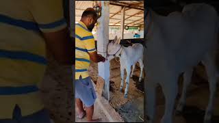 Hallikar bull calf at Niranjan sir Mandya honnayakanahalli