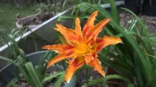 Kwanso Daylily