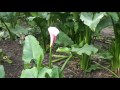 calla lily new zantedeschia aethiopica giant