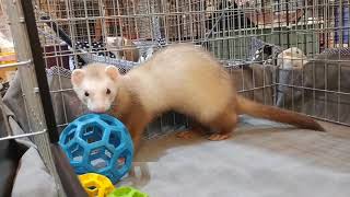 東京　ホールデンフェレット　バタースコッチ　女の子　FERRET　熱帯倶楽部