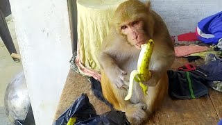 मंकी रानी सुबह नाश्ता करने के बाद टीवी देखती है😃😃। monkey Rani morning breakfast I love Animals