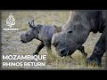 Rhinos return to Zinave: Animals transferred to Mozambique park