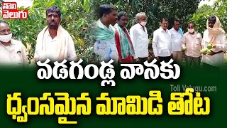 వడగండ్ల వానకు ధ్వంసమైన మామిడి తోట | Mango Farms Lost Due To Rains In Darmannaguda | Tolivelugu TV