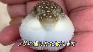 白浜海ガサガサ　フグの捕りかた教えます。How to catch pufferfish Shirahama sea 水中映像有り