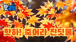 빨간 단풍, 해충이 싫어한다? [핫클립] / YTN 사이언스