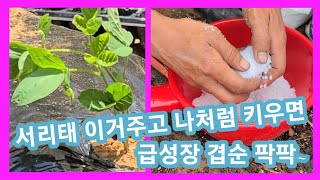 서리태콩 달인~ 급성장  겹순 팍팍 나오게 심는방법 서리태 심는시기,방법,서리태재배 전원일기 인간극장,주말농장,텃밭 귀농귀촌