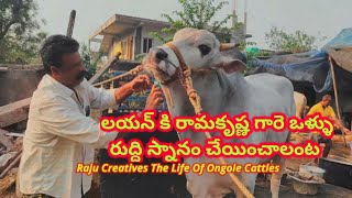 Rk bulls రామకృష్ణ గారికి లయన్ తో రిలేషన్ చూడండి