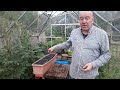 perfectly spaced carrot sowing gardening allotment uk grow vegetables at home