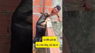 Cười vỡ bụng, cười rụng răng - video clip hài hước