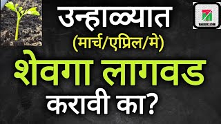 उन्हाळ्यात शेवगा लागवड करावी का? मार्च,एप्रिल,मे मध्ये शेवगा लावावा का? | Drumstick Farming |