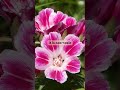 discover the beauty of godetia flowers shorts flowers @plants world