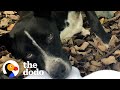 People Find A Dog And Her Puppies In The Middle Of The Woods | The Dodo Foster Diaries