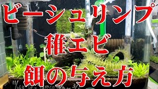 ビーシュリンプ水槽!!稚エビへの餌のやり方!!