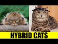 HYBRID CATS - Animals That Don't Exist