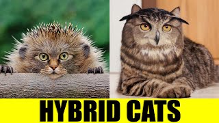 HYBRID CATS - Animals That Don't Exist