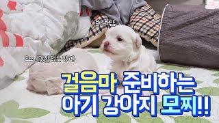 걸음마 준비하는 아기 강아지♥ | 말티즈