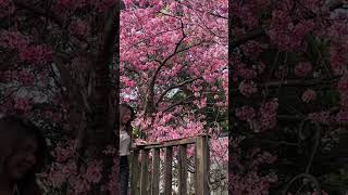 開滿了…櫻花🌸#櫻花#sakura #台灣櫻花