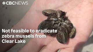 Parks Canada says it's not feasible to eradicate zebra mussels from Clear Lake