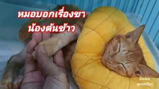 หมอบอกเรื่องขาน้องต้นข้าว#ปังปอนลูกแม่เกียง#Stray#Cats🐈🐈🐈