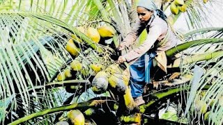 തേങ്ങയിടാൻ പെണ്ണായിപ്പിറന്ന കോമളവല്ലിയുണ്ടിവിടെ