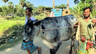 গাজীপুরের কালীগঞ্জের বিখ্যাত চুপাইর হাট থেকে বিক্রি হওয়া গরুর দাম জানুন । @SafolloTv