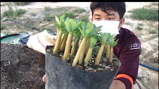 ផ្កាជ័យមង្គល | Adenium Cambodia | បំបែកកូនផ្កាជ័យមង្គល