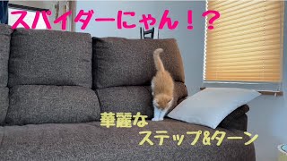 ひとりあそびで覚えたステップ\u0026ターンを披露！【メインクーン】