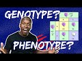 Genotype, Phenotype and Punnet Squares Made EASY!