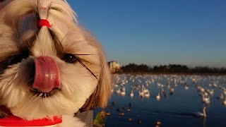 瓢湖の白鳥 2020【シーズー 犬 / shih tzu dog】