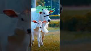 🐮Vasubaras status | Vasubaras song | Diwali| वसुबारस २०२४ #shorts #vasubaras #वसुबारस #diwali#shorts