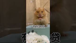 cute hamster 鼠類高質量男性在線征婚，心動不如馬上行動 和冰雹來一場轟轟烈烈的戀愛吧#養鼠日常分享 #金絲熊 #家有萌鼠 #倉鼠 #萌寵小倉鼠 #飼養員日常…