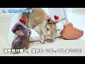 【うさぎの冬】うさぎの寒さ対策 ５選！飼い方！ 12歳シニアうさぎ🐰 cute rabbit 【no0173】