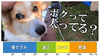 【しっぽフェスタ】ぷりぷりコーギーが体脂肪を測った結果ｗｗｗｗｗｗｗ【昭和記念公園】