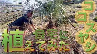 田舎暮らしって大変です！　ココスヤシ、植えてみました！