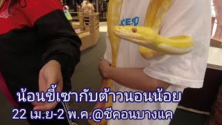 น้อนขี้เซากับต้าวนอนน้อย || ส่องสัตว์ในห้าง || donnonna