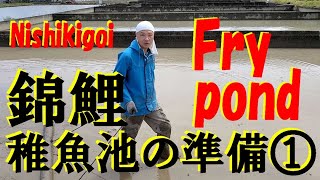 錦鯉　稚魚池の準備その①　Nishikigoi The preparation fry ponds #1