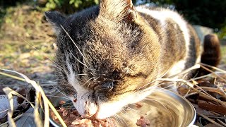 I ate happily when I fed a cat living alone in a desolate park in the countryside